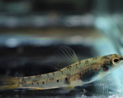 Microcharacidium Sp. Peru M