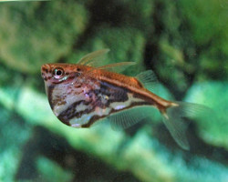 Carnegiella Strigata Fasciata M/L