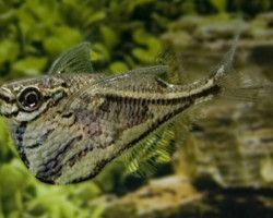 Carnegiella Strigata Strigata L