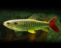 Chalceus Erythrurus M