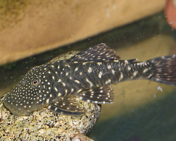 L455 Chaetostoma Sp.  M/L