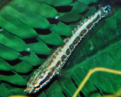 Parachanna Obscura M