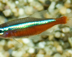 Cheirodon/Paracheirodon Axelrodi Xl