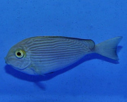 Acanthurus Maculiceps Ml