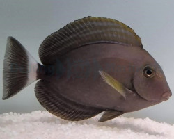 Acanthurus Xanthopterus L