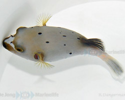 Arothron Nigropunctatus L