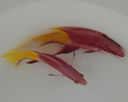 Bodianus Pulchellus Ml