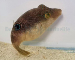 Canthigaster Compressa M