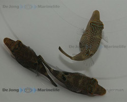 Canthigaster Solandri M