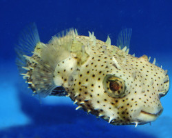 Chilomycterus Antennatus Ml