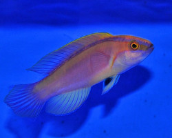 Cirrhilabrus Roseafascia (Maschio) M