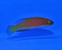 Cirrhilabrus Shutmani (Femmina) S