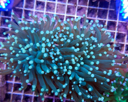 Euphyllia Cristata (Green) (Ultra) M