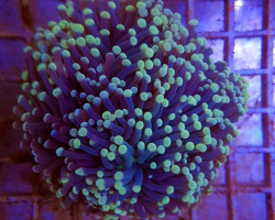 Euphyllia Cristata (Premium) M