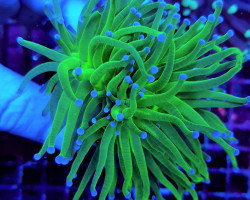 Euphyllia Glabrescens (Blueberry) M