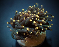 Euphyllia Glabrescens (Orange Tip) (P/H) Xs