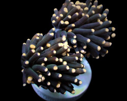 Euphyllia Glabrescens (Orange Tip) S