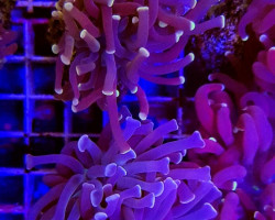 Euphyllia Paraancora (Orange-Pink) S