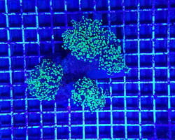 Euphyllia Paradivisa (Green) (Premium) (P/H) Xs