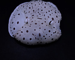 Euselenops Luniceps M