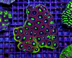 Favites Complanata (Dragon Soul) M