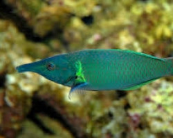 Gomphosus Varius (Maschio) M