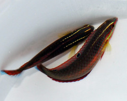 Halichoeres Biocellatus M