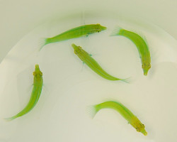 Halichoeres Chloropterus M