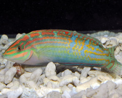 Halichoeres Cosmetus M