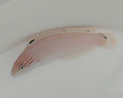 Halichoeres Trispilus Ml