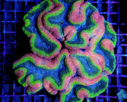 Lobophyllia Spp. (Splitcolor) (Premium) Ml