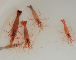 Lysmata Wurdemanni M