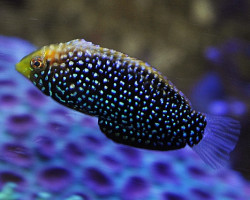 Macropharyngodon Cyanoguttatus M