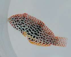 Macropharyngodon Meleagris (Female) M