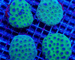 Montastrea Spp. (Premium) Xs