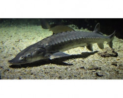 Acipenser Baerii 20-25 Cm