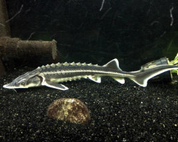 Acipenser Gueldenstaedtii 15-20 Cm