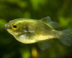 Auriglobus Modestus M