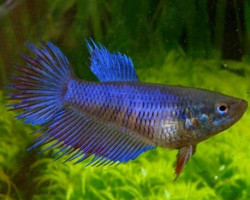 Betta Femmine Crown Tail Mix Xl
