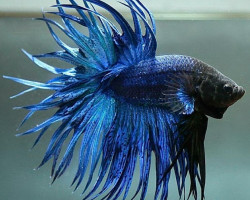 Betta Maschio Crown Tail Blue L-Xl