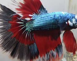 Betta Maschio Half Moon Blue Red Dragon L-Xl