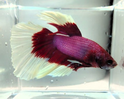 Betta Maschio Half Moon Butterfly   Mix