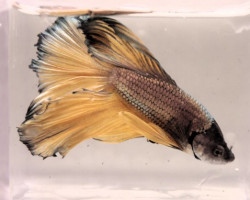 Betta Maschio Halfmoon Mix L-Xl