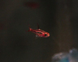 Boraras Brigittae Xl