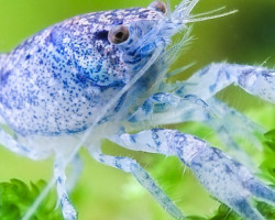 Cambarellus Diminutus 2-3 Cm