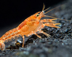 Cambarellus Patzcuarensis 2-3 Cm