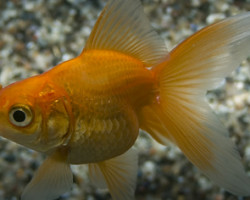 Carassius Auratus Fantail Rosso  5-6 Cm
