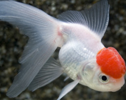 Carassius Auratus Oranda Testa Rossa Testa Di Leone  5-6 Cm