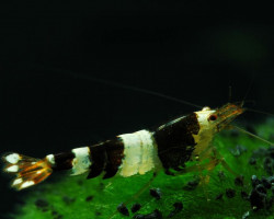 Caridina Bee Black Panda 1-1,2 Cm
