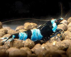 Caridina Bee Blue Panda 1-1,2 Cm